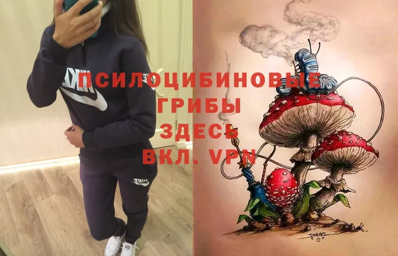 Псилоцибиновые грибы Psilocybe  Ардатов 